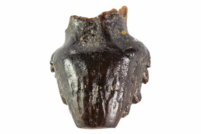 Fossil Pachycephalosaur Tooth - Montana #108168